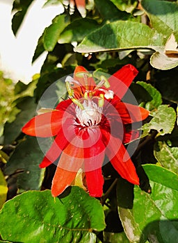 Passiflora vitifolia, the perfumed passionflower,